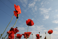 Urban poppies