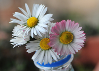 Gerber daisy arrangement