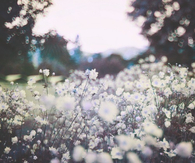 Romantic garden
