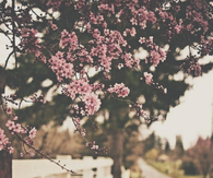 Blossoms 