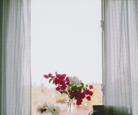 Flowers in the window