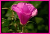 Time Lapse of Pink Cosmo