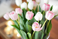 Pink tulips