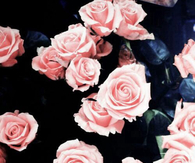 Hipser roses