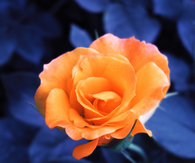 Orange rose