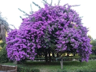 Beautiful Purple Jacaranda Tree