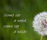 Some see a weed, some see a wish