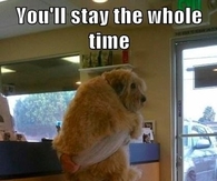 Dog at the vet