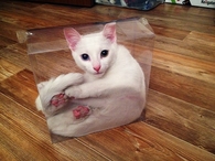 Cat in a box
