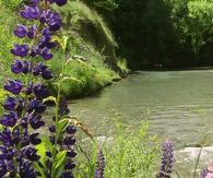 Calming Stream
