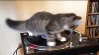 Spinning Cat