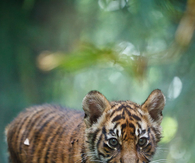Tiger cub