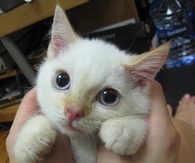 Adorable kitty