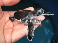 Baby Turtles