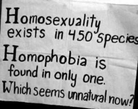 homosexuality and homophobia