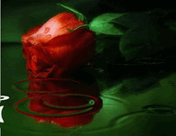 Red Rose in Water
