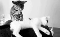 Cat Massage