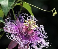 Incense Passion Flower 