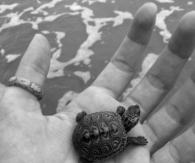 Tiny Turtle
