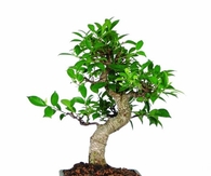 Brussel's Golden Gate Ficus Bonsai Plant