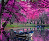Rose Colored Nature