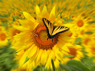 Yellow Sunflowers with Butterfly