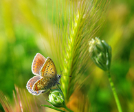 Nature's Beauty