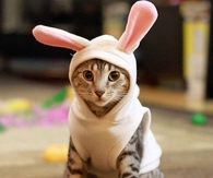 Cute Kitten In Bunny Outfit