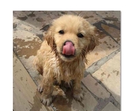 Cute Wet Little Puppy