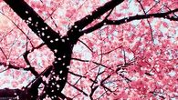 Blossoms In The Wind