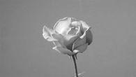 Budding Rose