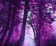 Purple Trees
