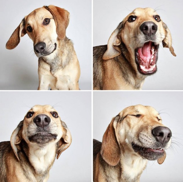 Shelter Puts Rescue Dogs In A Photo Booth To Get Them Adopted. The ...