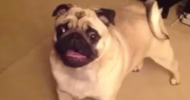 Watch As This Pug Protests His Bedtime