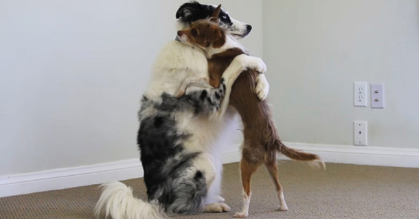 Dogs Give Each Other Multiple Hugs, This Is Sweet