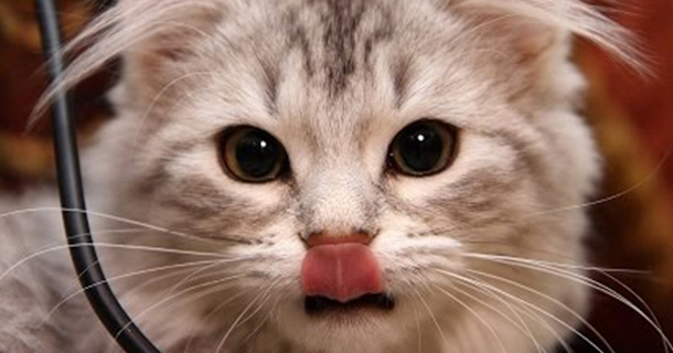 Cats Welcoming Their Owners Home Compilation Video